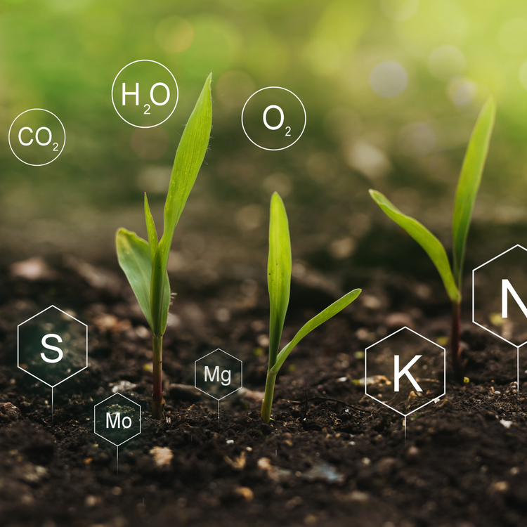 Wholefood Nutrients